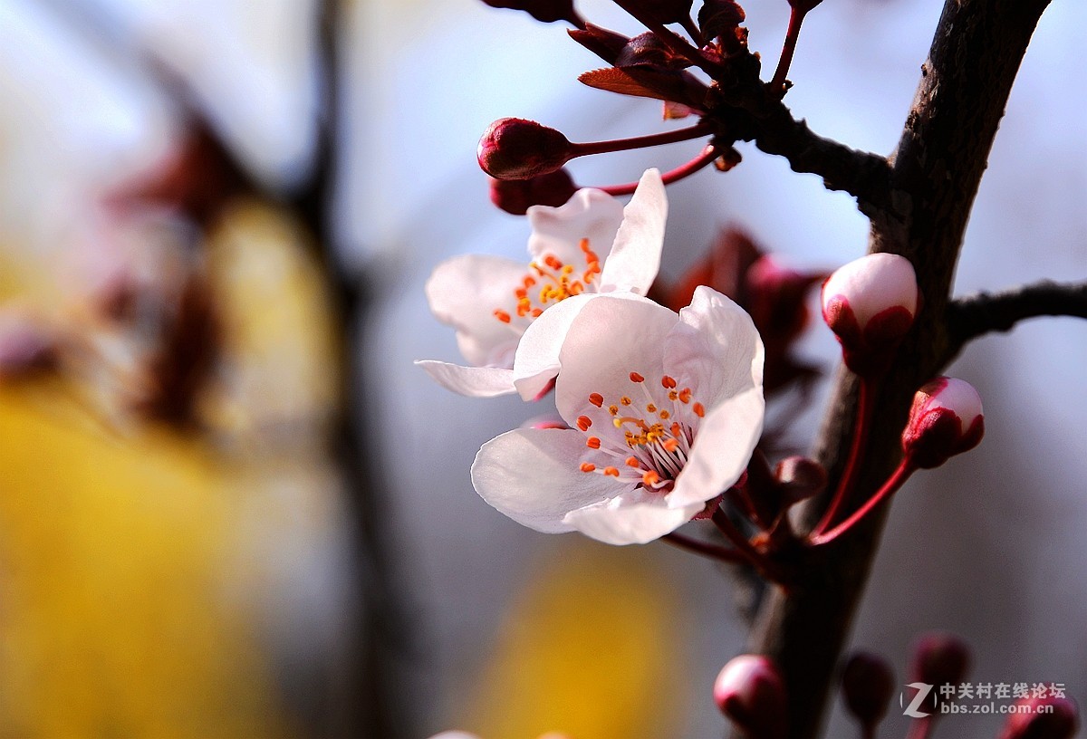 春花烂漫——赏花的季节