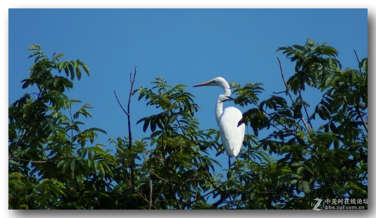 【长焦拍鹭鸶】300mm不够加二倍缩放。