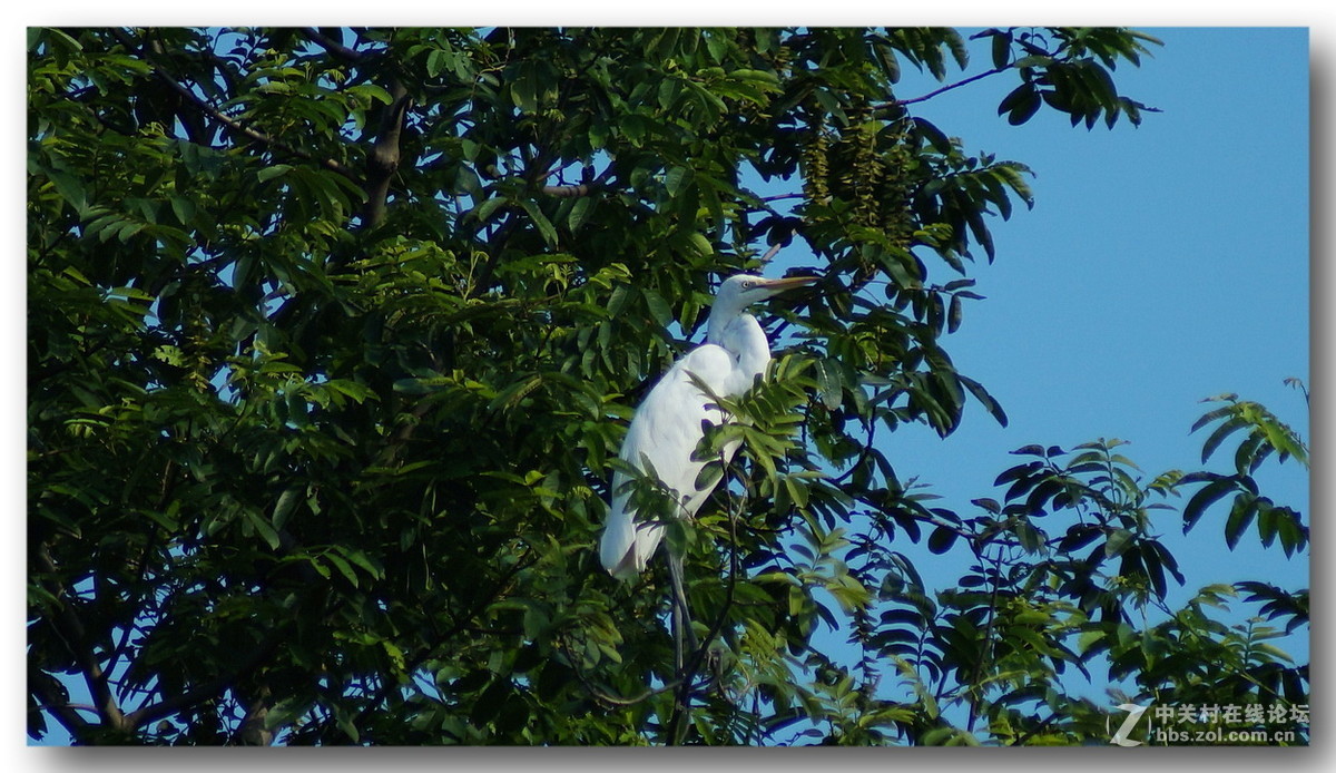 【长焦拍鹭鸶】300mm不够加二倍缩放。