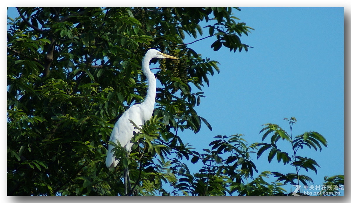 【长焦拍鹭鸶】300mm不够加二倍缩放。
