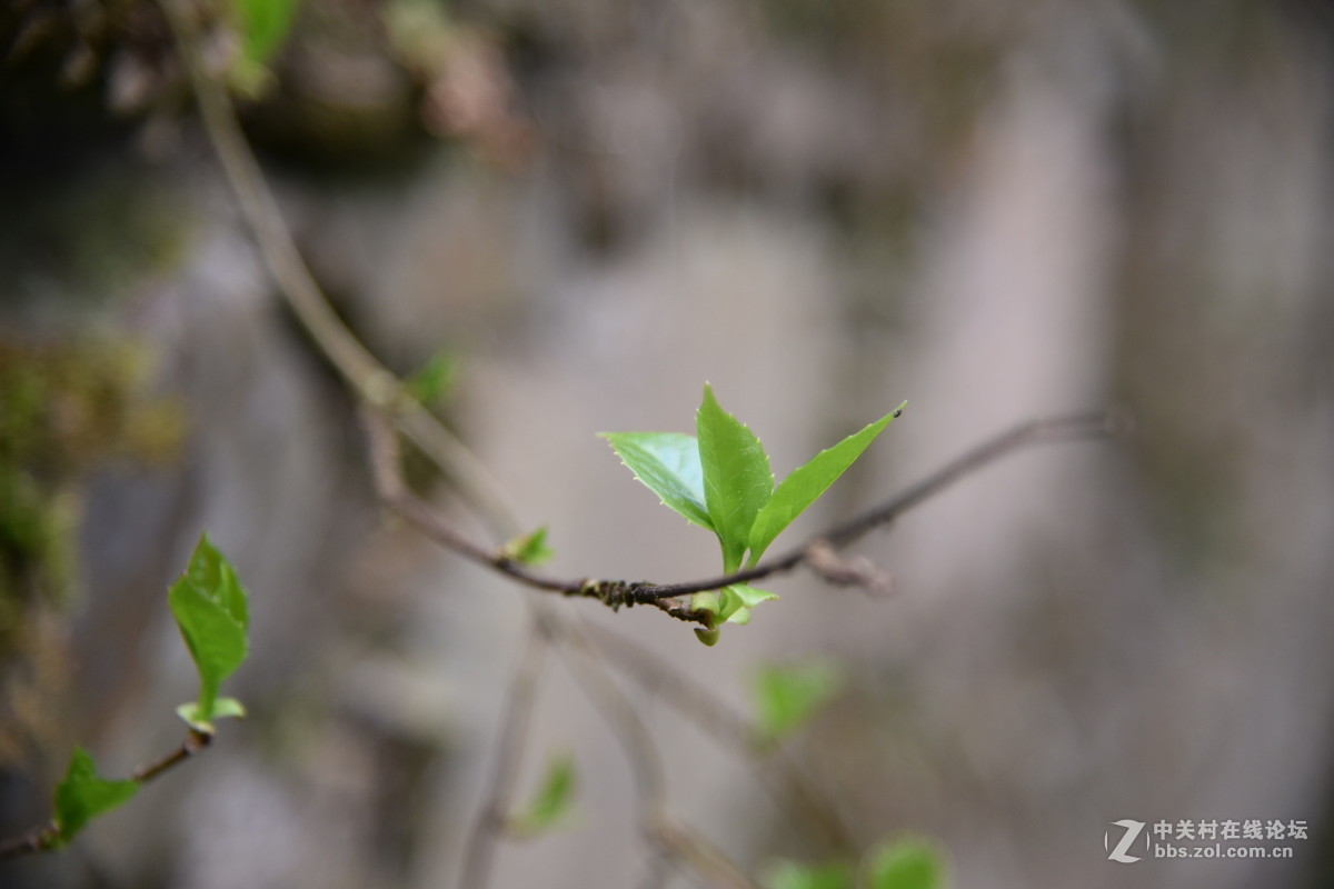 途乐深山-D750拍摄微信压缩图（山）