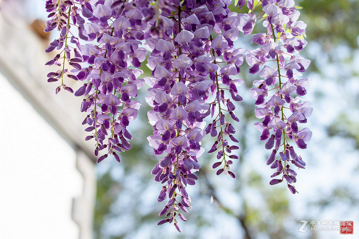 春韵·紫藤花〔一〕-中关村在线摄影论坛