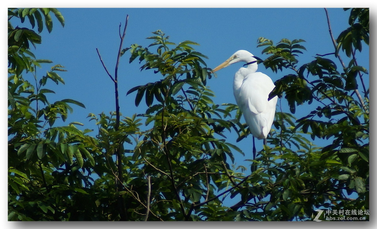 【长焦拍鹭鸶】300mm不够加二倍缩放。