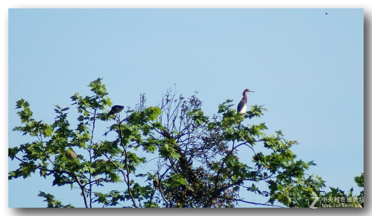 【长焦拍鹭鸶】300mm不够加二倍缩放。