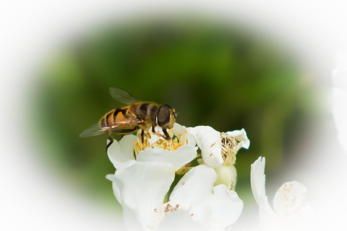 学习利用cameraraw处理