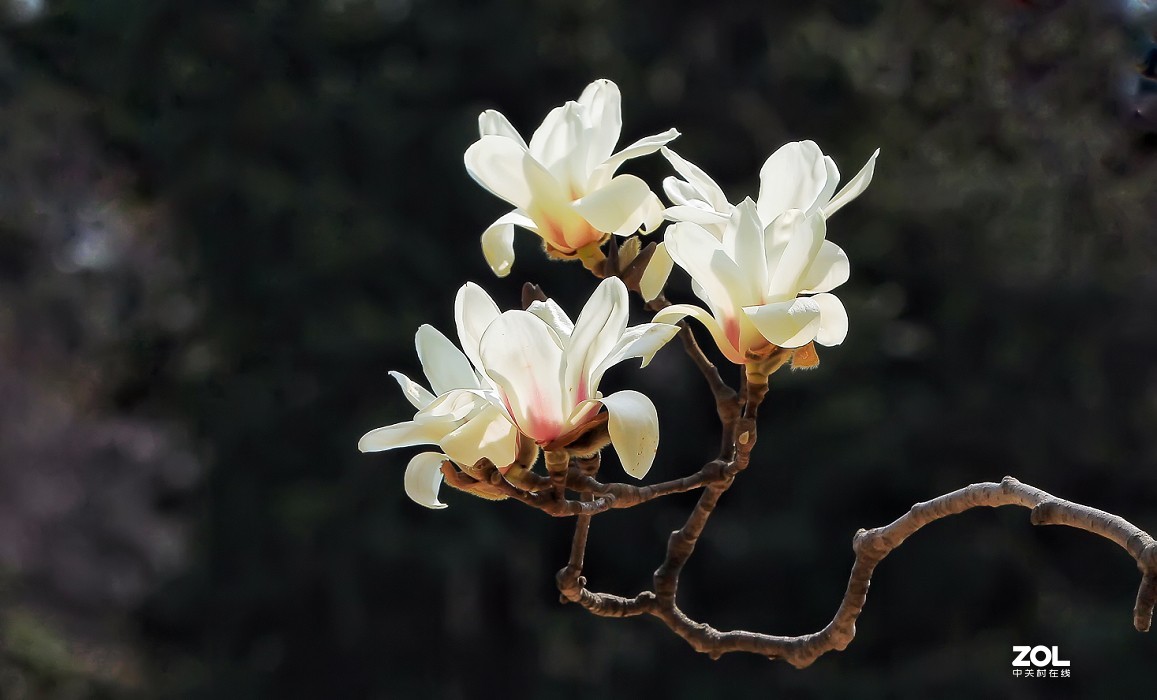 守株待兔抓拍正当时《兰花梅花与美女》公园都开放了花也开了赶紧去拍啊机不可失！哈哈
