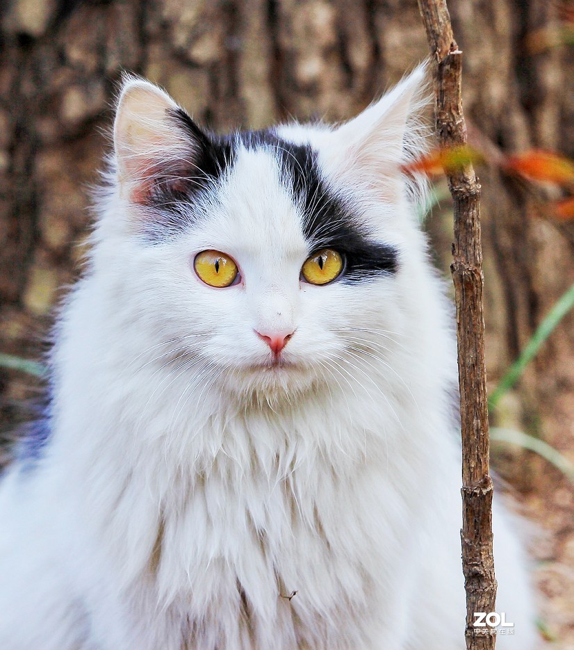 守株待兔抓拍正当时《兰花梅花与美女》公园都开放了花也开了赶紧去拍啊机不可失！哈哈