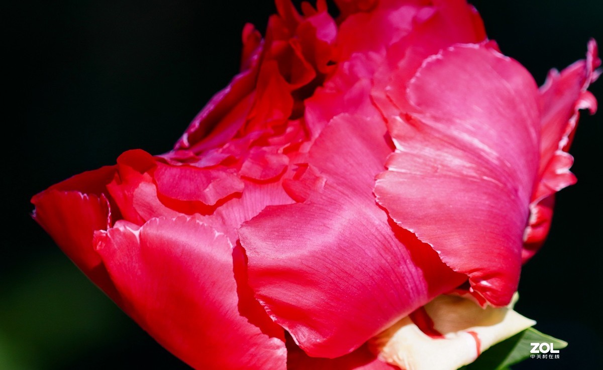 花开富贵---景山公园牡丹花盛开