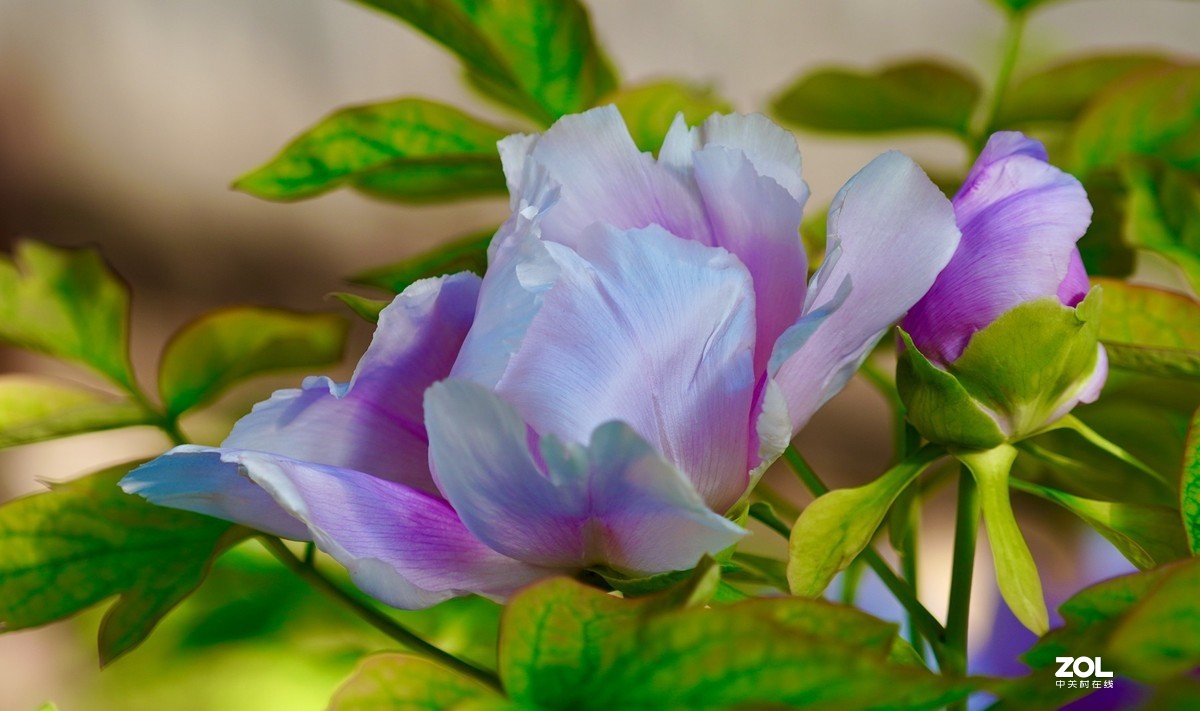 花开富贵---景山公园牡丹花盛开