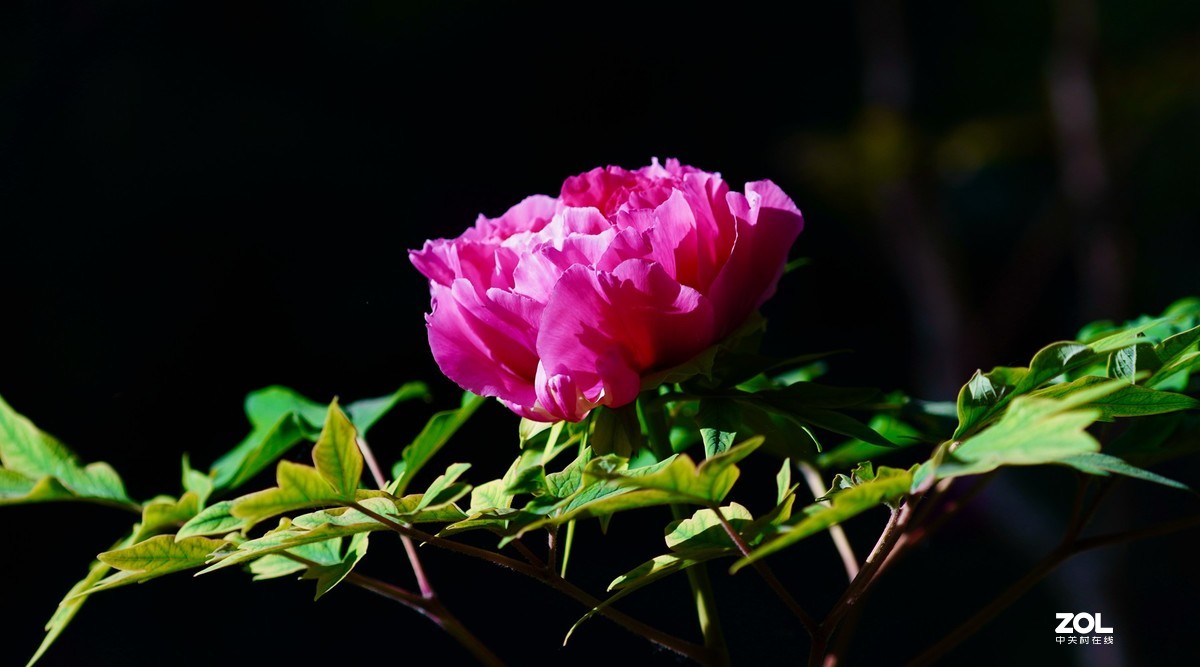 花开富贵---景山公园牡丹花盛开