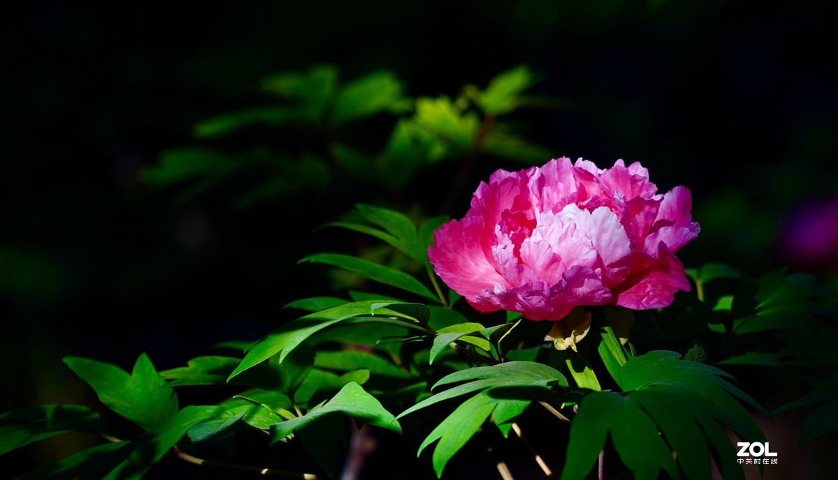 花开富贵---景山公园牡丹花盛开
