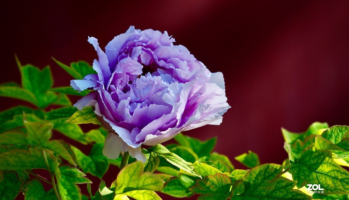 花开富贵---景山公园牡丹花盛开