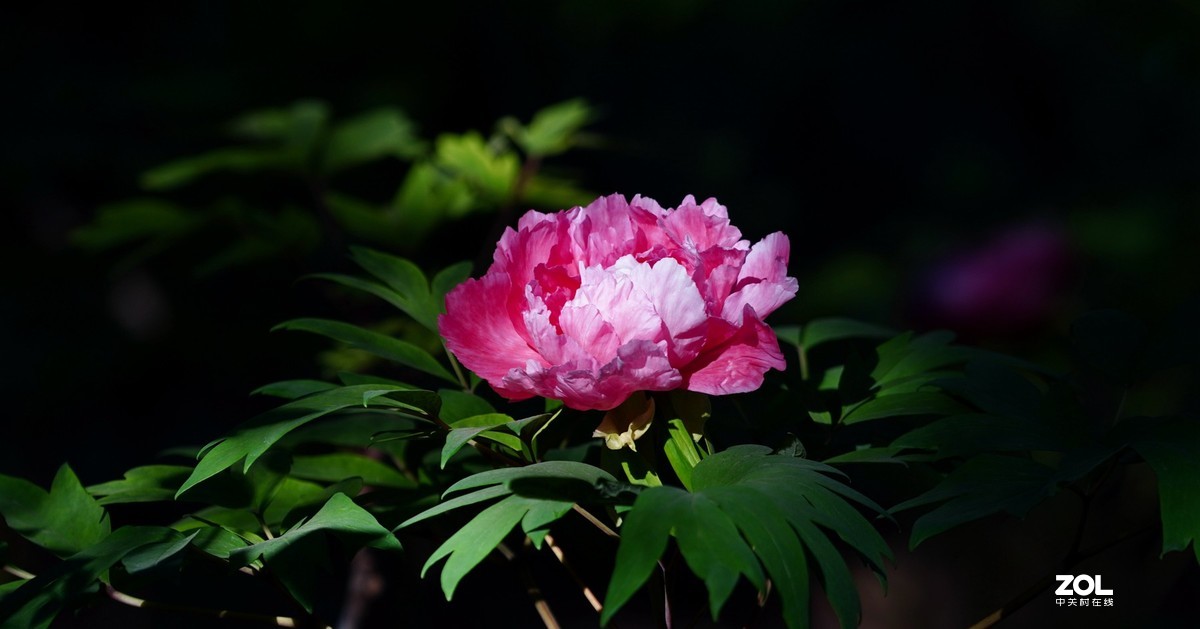 花开富贵---景山公园牡丹花盛开