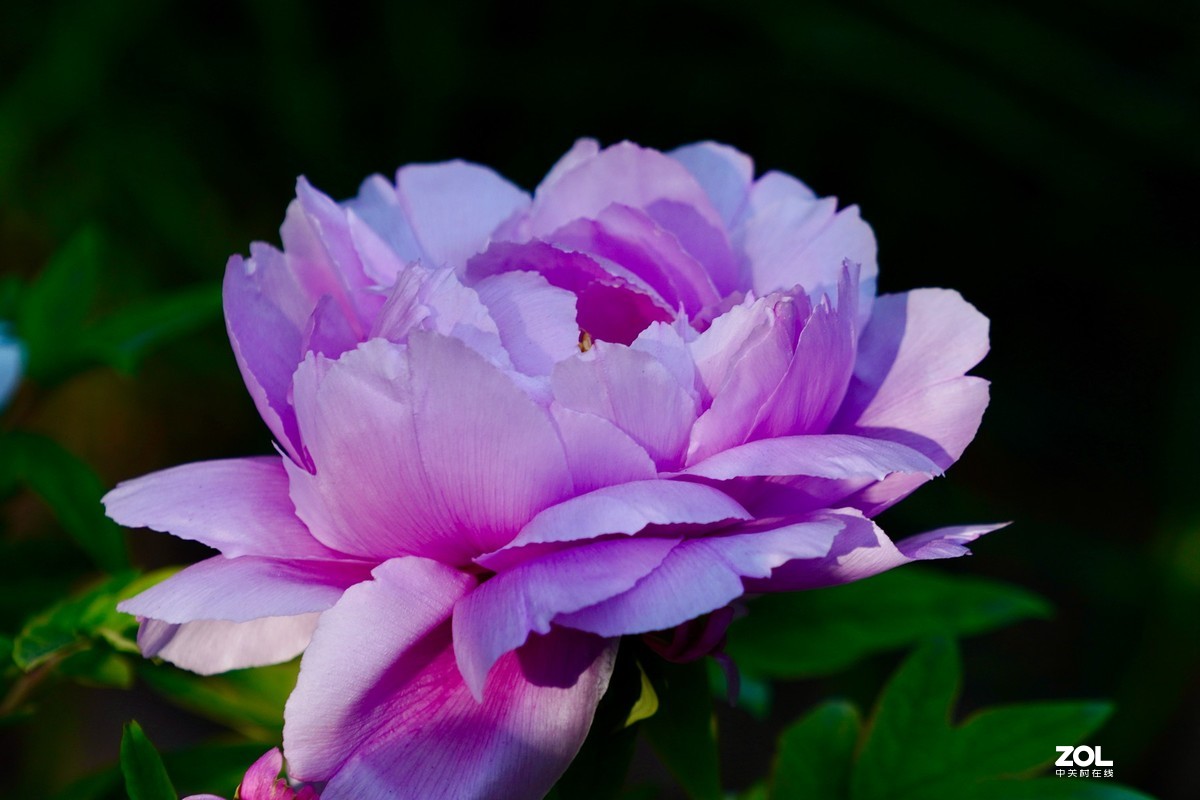 花开富贵---景山公园牡丹花盛开