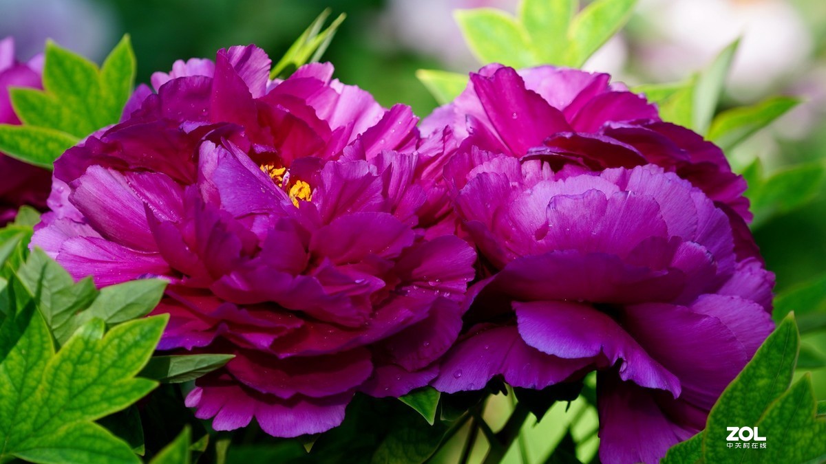 花开富贵---景山公园牡丹花盛开