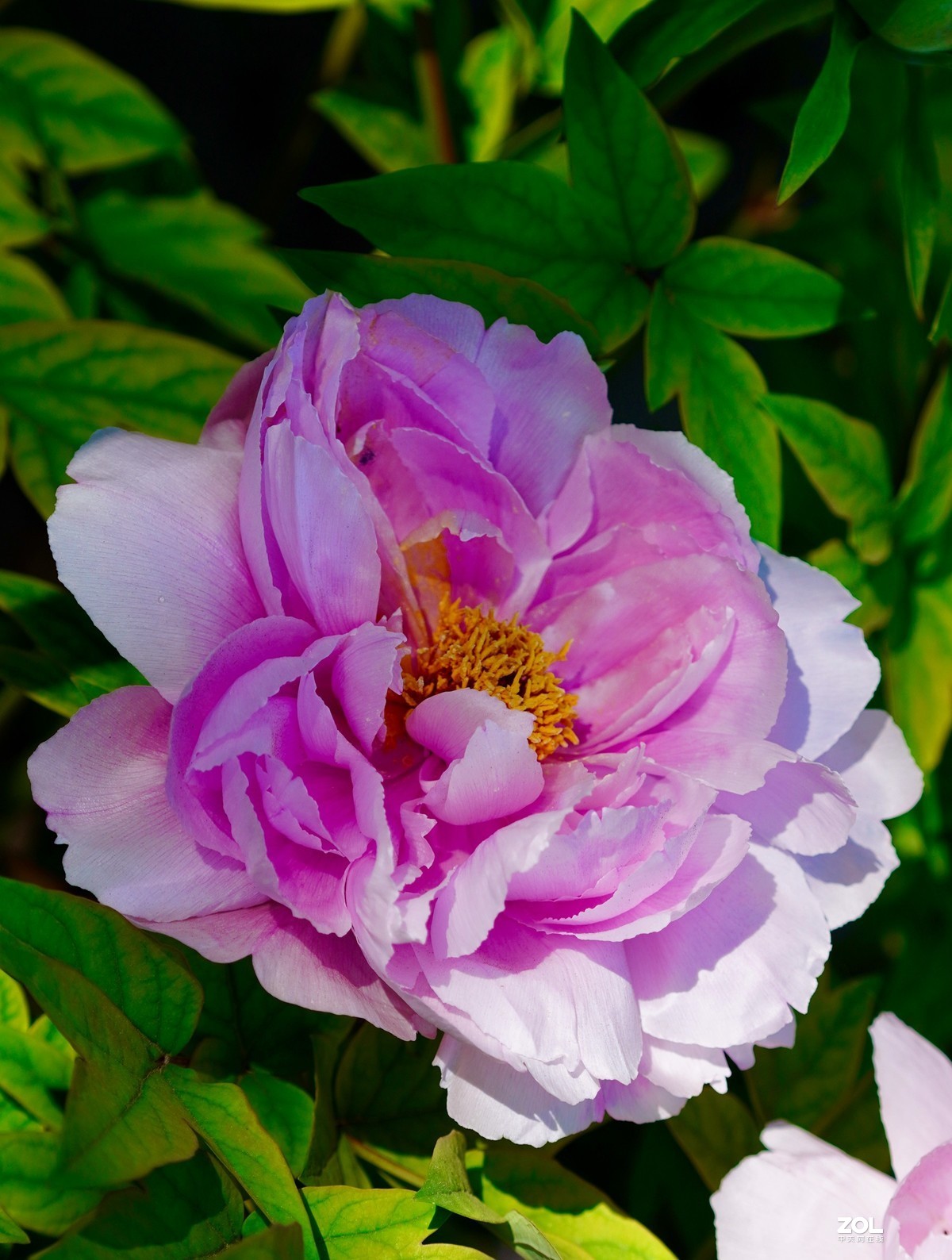 花开富贵---景山公园牡丹花盛开