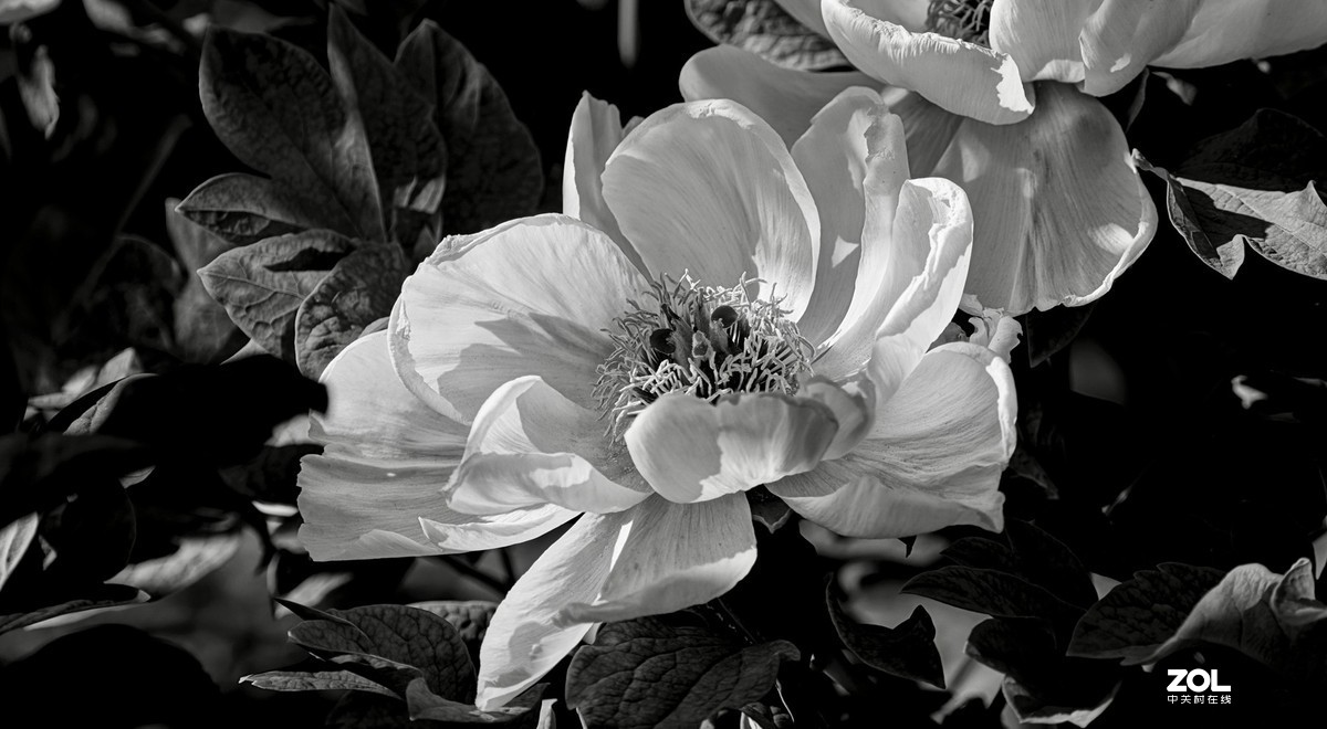 花开富贵---景山公园牡丹花盛开