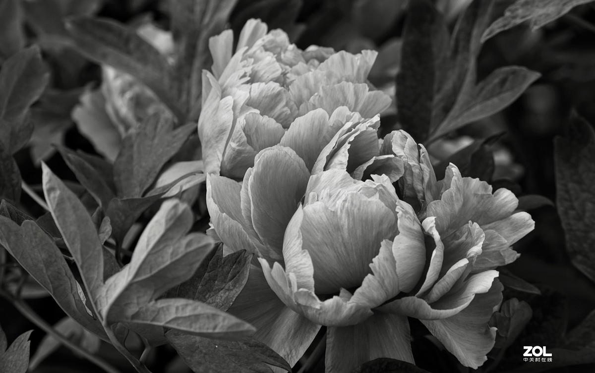 花开富贵---景山公园牡丹花盛开