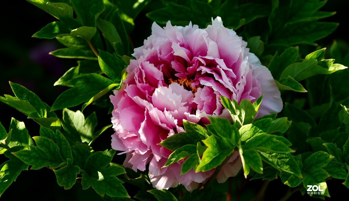 花开富贵---景山公园牡丹花盛开