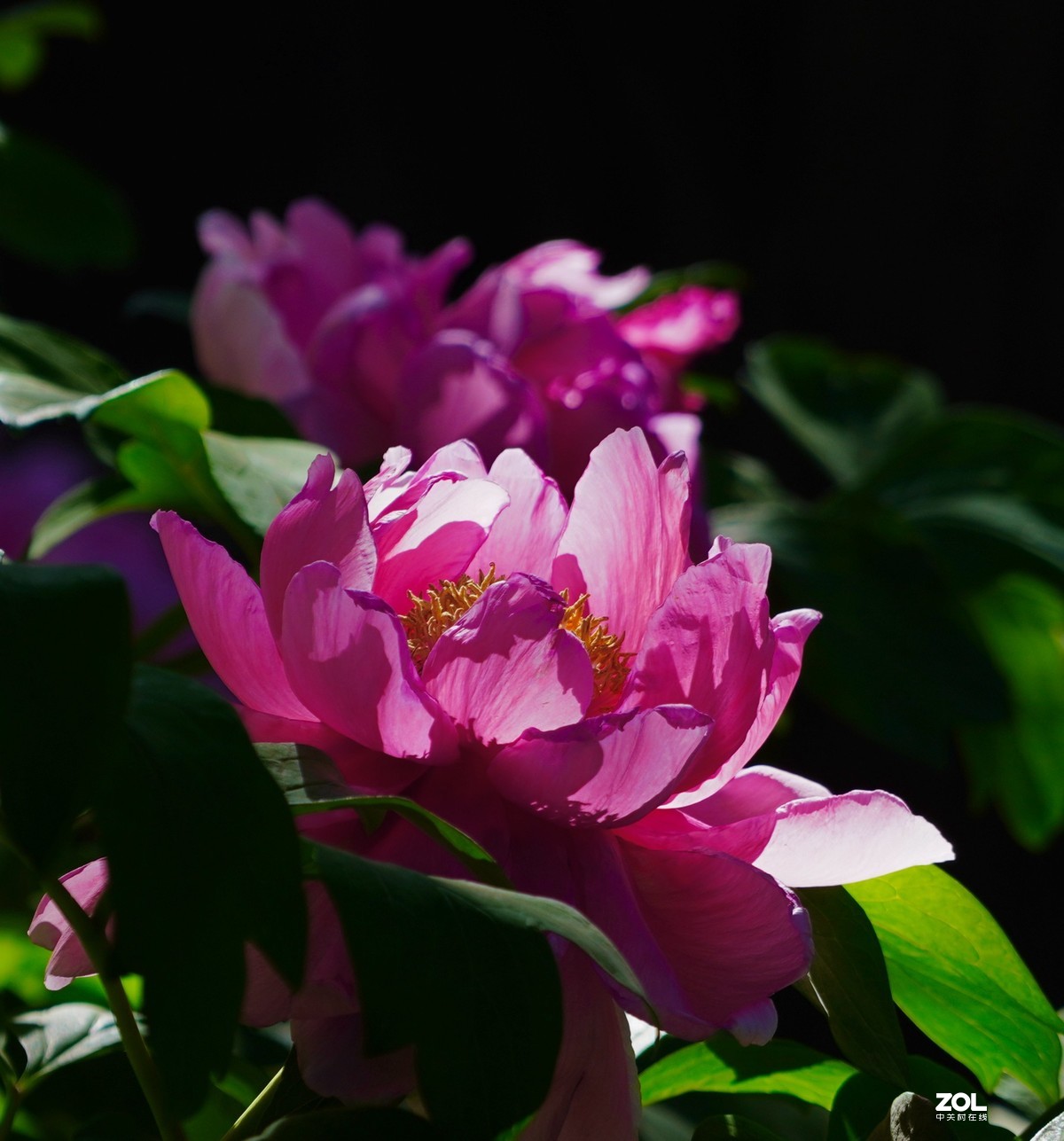 花开富贵---景山公园牡丹花盛开