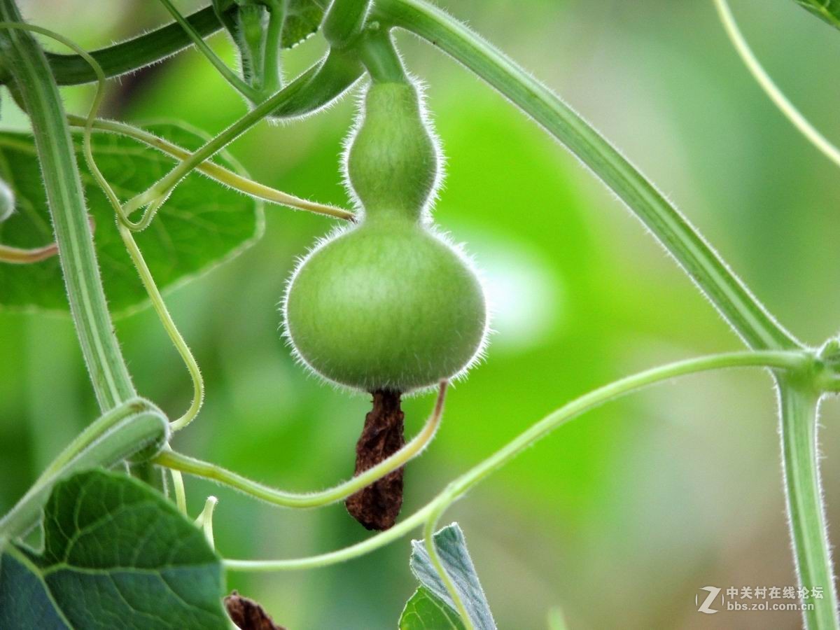 小葫芦-中关村在线摄影论坛