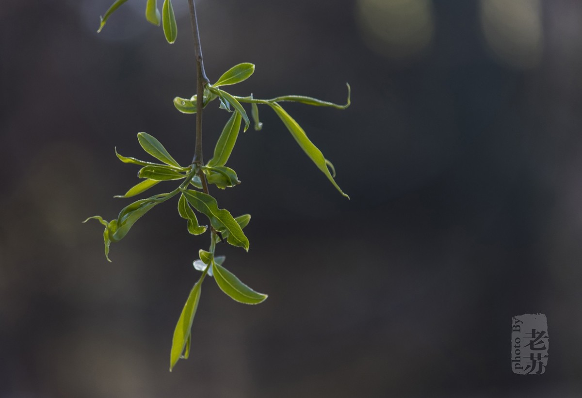难得小憩，小景随拍--天津河东公园