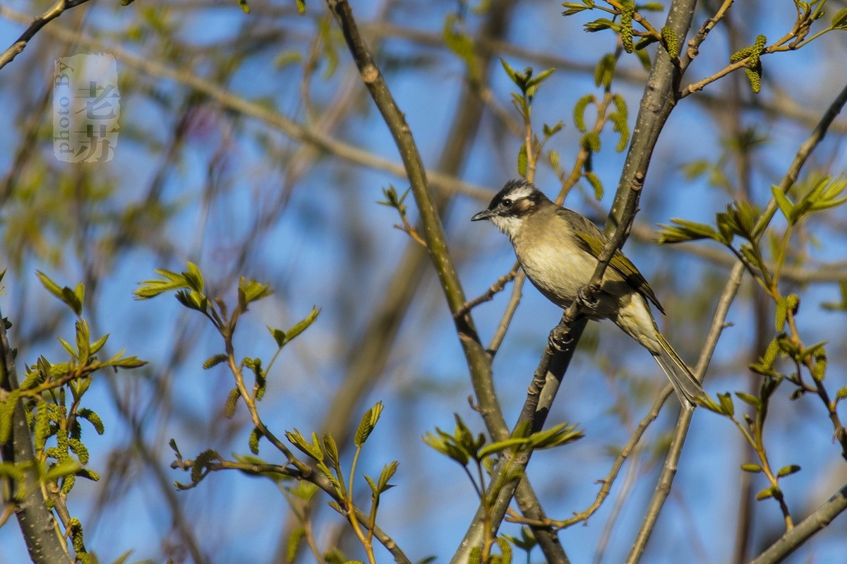 难得小憩，小景随拍--天津河东公园