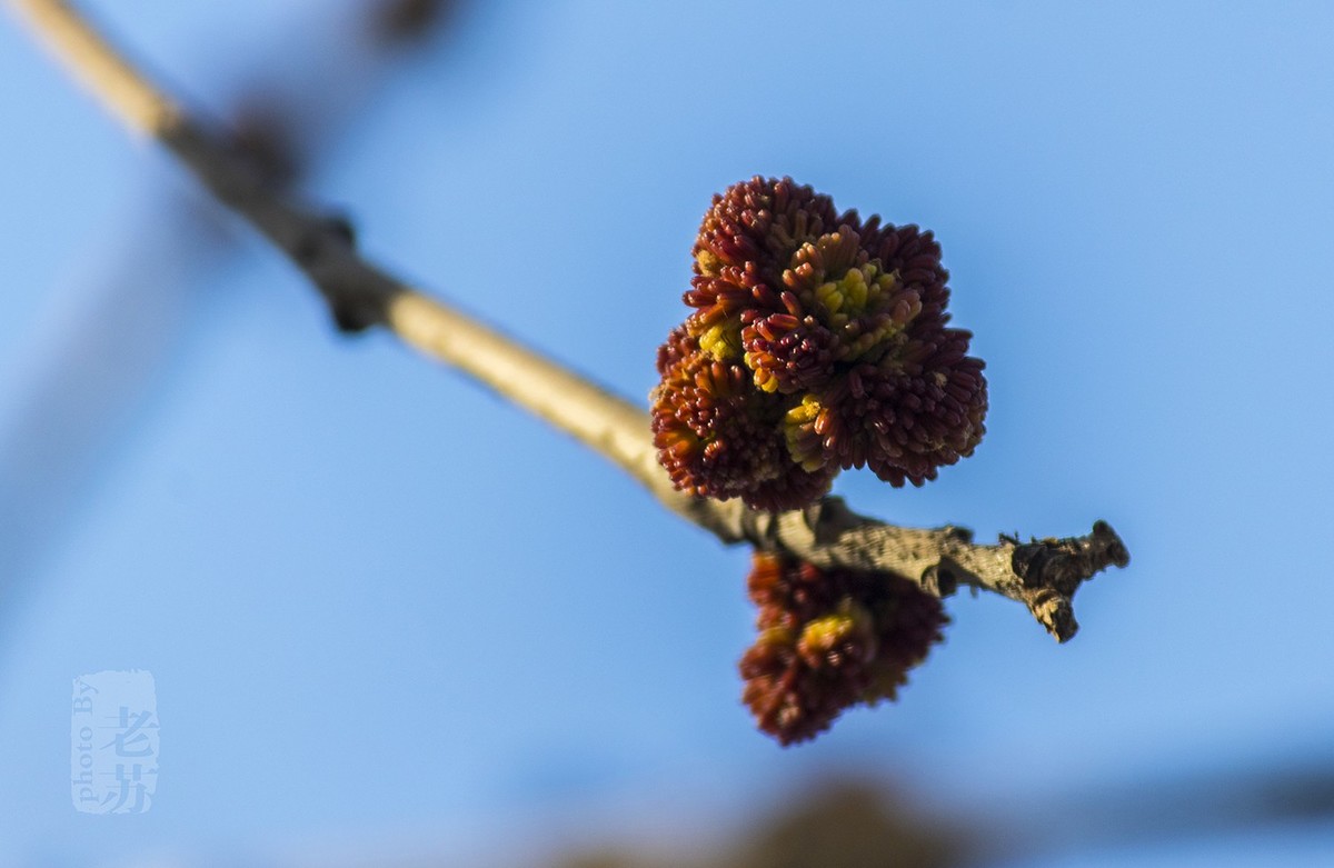 难得小憩，小景随拍--天津河东公园