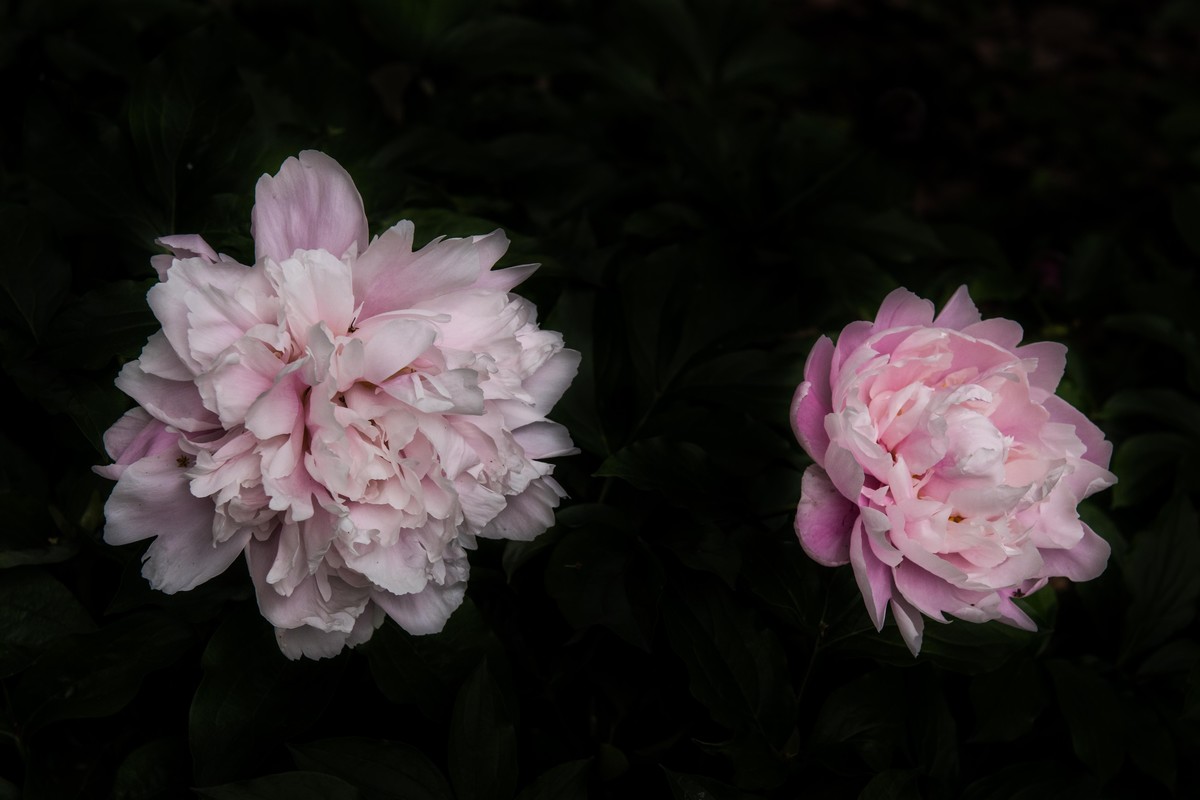 学习利用cameraraw处理