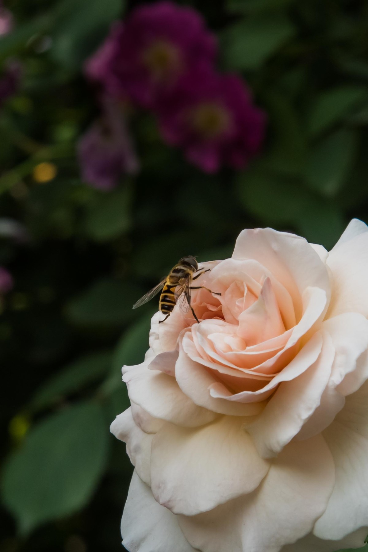 学习利用cameraraw处理