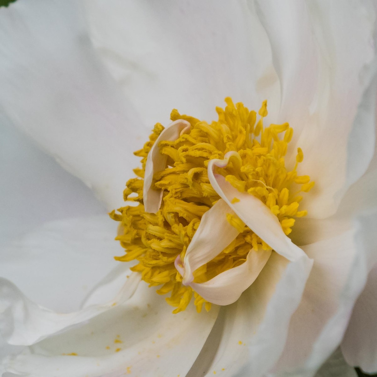 学习利用cameraraw处理