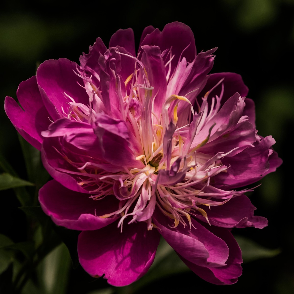 学习利用cameraraw处理