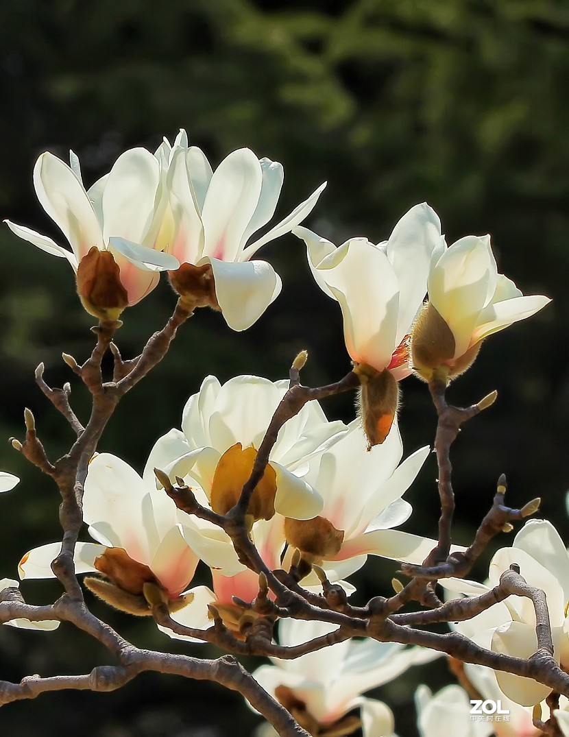 守株待兔抓拍正当时《兰花梅花与美女》公园都开放了花也开了赶紧去拍啊机不可失！哈哈