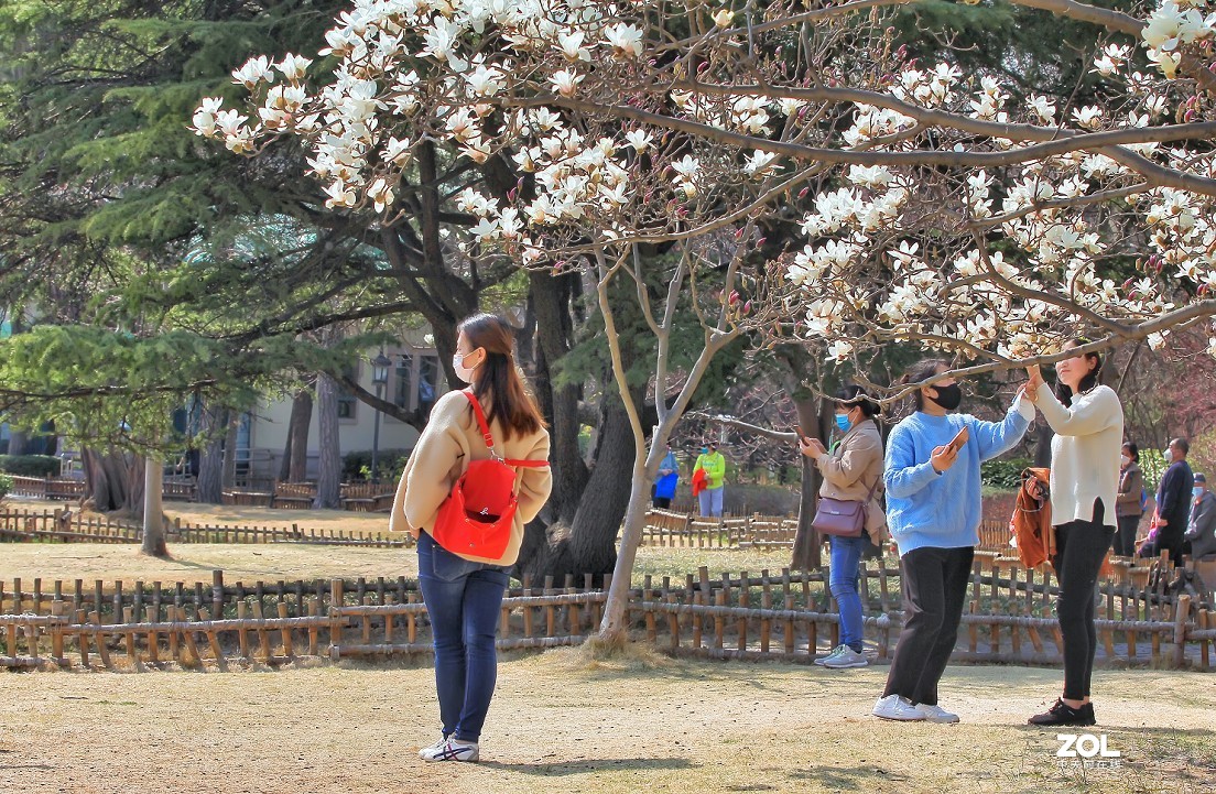 守株待兔抓拍正当时《兰花梅花与美女》公园都开放了花也开了赶紧去拍啊机不可失！哈哈