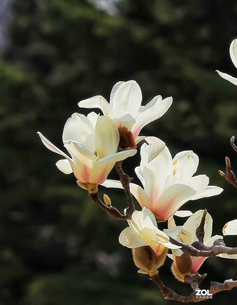 守株待兔抓拍正当时《兰花梅花与美女》公园都开放了花也开了赶紧去拍啊机不可失！哈哈