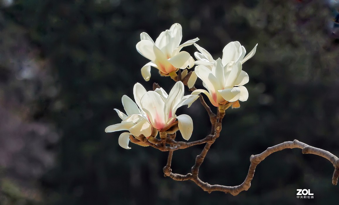 守株待兔抓拍正当时《兰花梅花与美女》公园都开放了花也开了赶紧去拍啊机不可失！哈哈