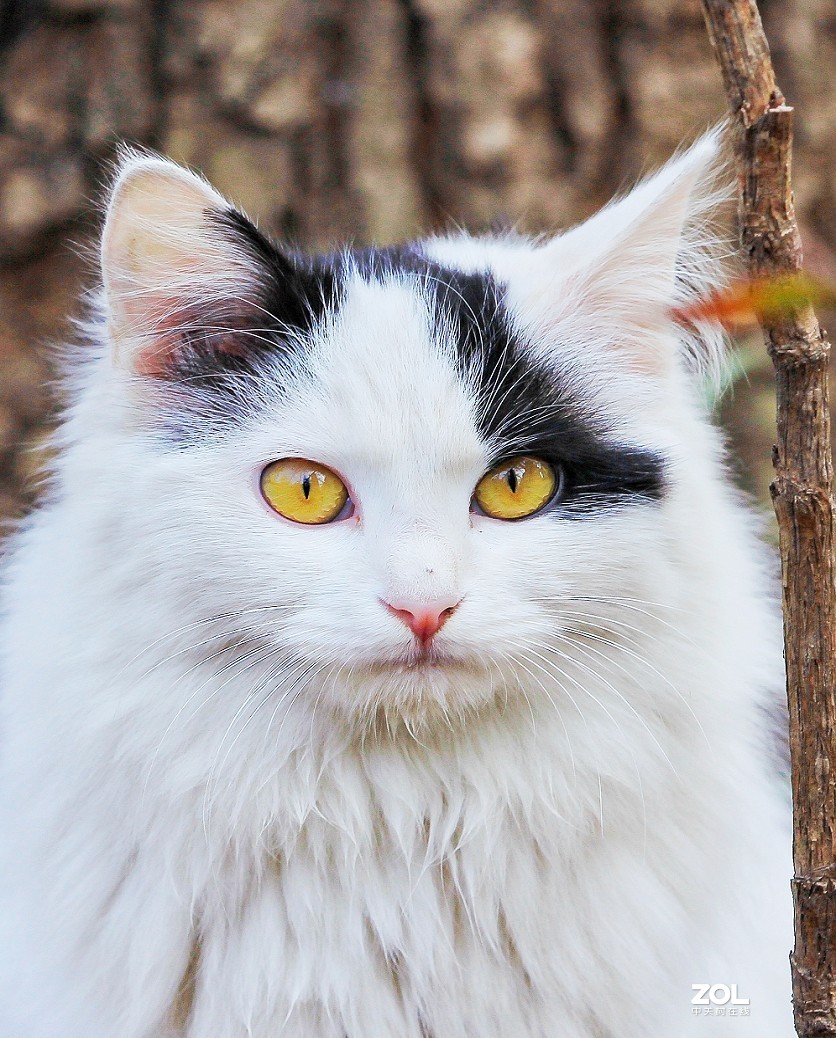 守株待兔抓拍正当时《兰花梅花与美女》公园都开放了花也开了赶紧去拍啊机不可失！哈哈