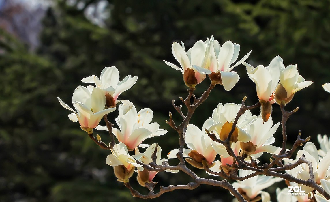 守株待兔抓拍正当时《兰花梅花与美女》公园都开放了花也开了赶紧去拍啊机不可失！哈哈