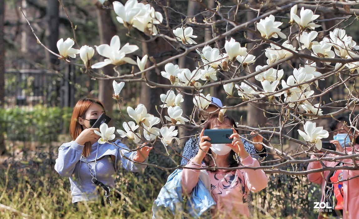 守株待兔抓拍正当时《兰花梅花与美女》公园都开放了花也开了赶紧去拍啊机不可失！哈哈