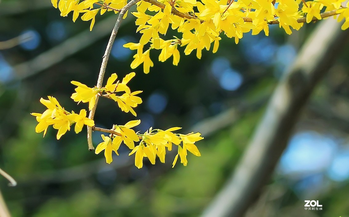 守株待兔抓拍正当时《兰花梅花与美女》公园都开放了花也开了赶紧去拍啊机不可失！哈哈