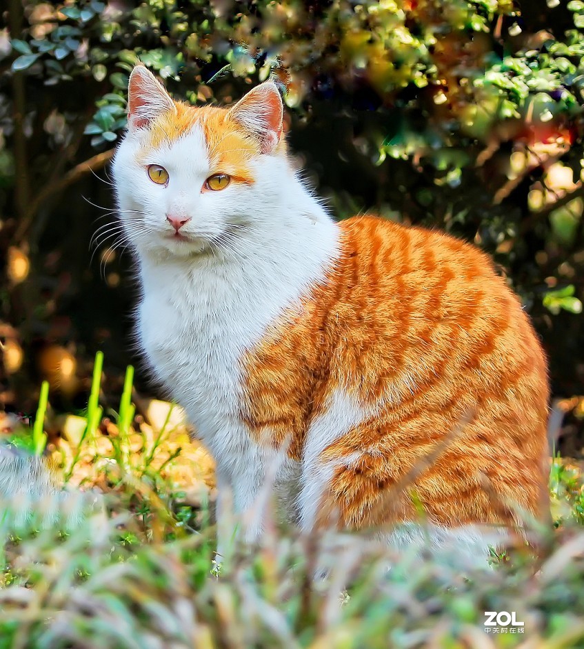 守株待兔抓拍正当时《兰花梅花与美女》公园都开放了花也开了赶紧去拍啊机不可失！哈哈