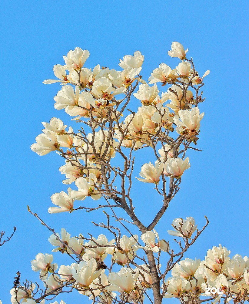守株待兔抓拍正当时《兰花梅花与美女》公园都开放了花也开了赶紧去拍啊机不可失！哈哈