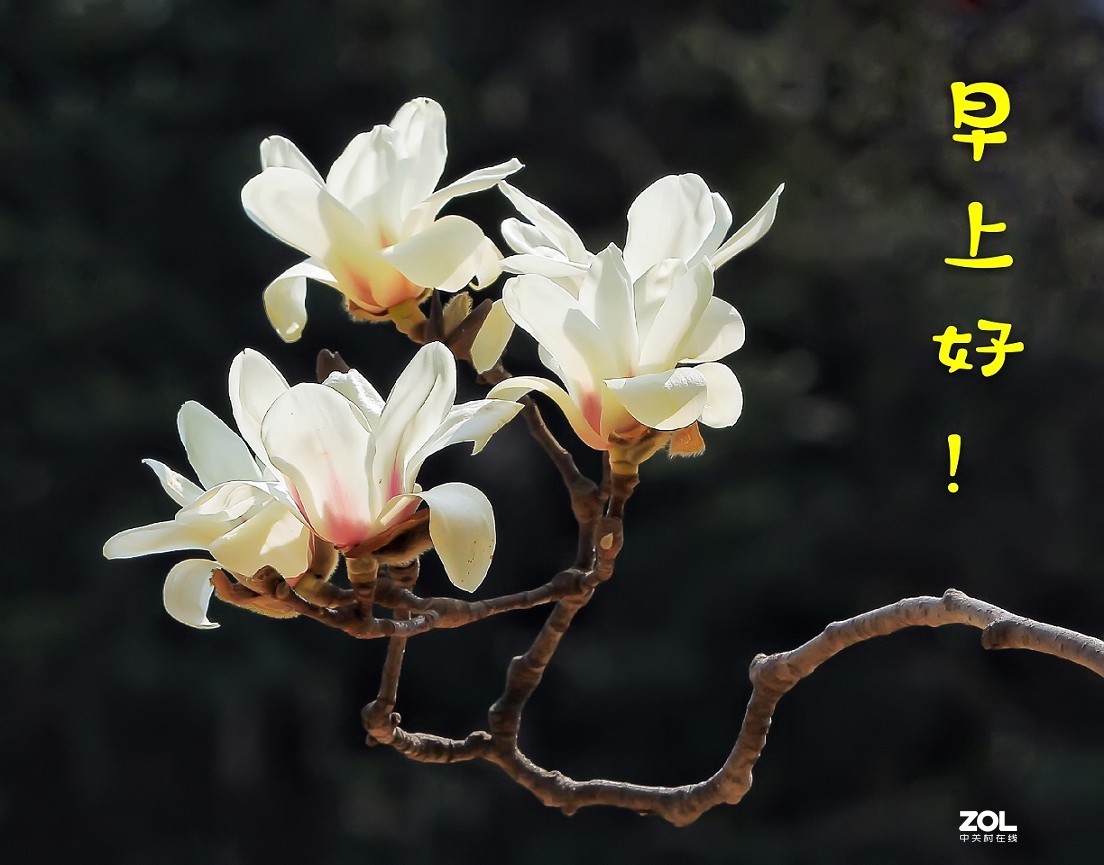 守株待兔抓拍正当时《兰花梅花与美女》公园都开放了花也开了赶紧去拍啊机不可失！哈哈