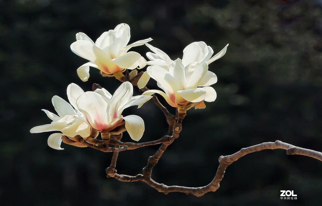 守株待兔抓拍正当时《兰花梅花与美女》公园都开放了花也开了赶紧去拍啊机不可失！哈哈