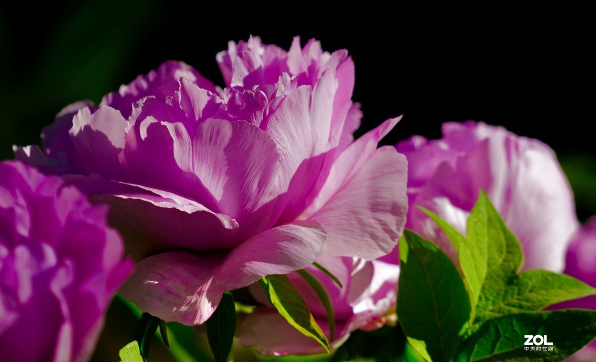 花开富贵---景山公园牡丹花盛开