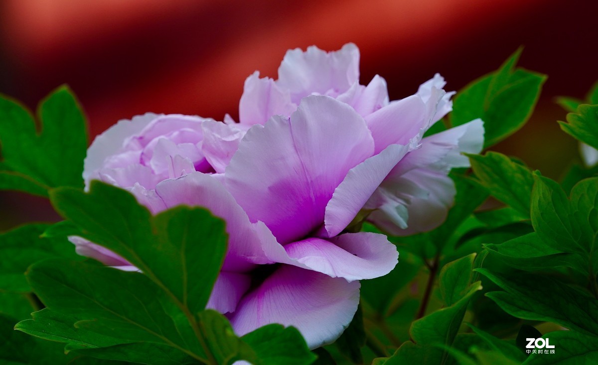 花开富贵---景山公园牡丹花盛开