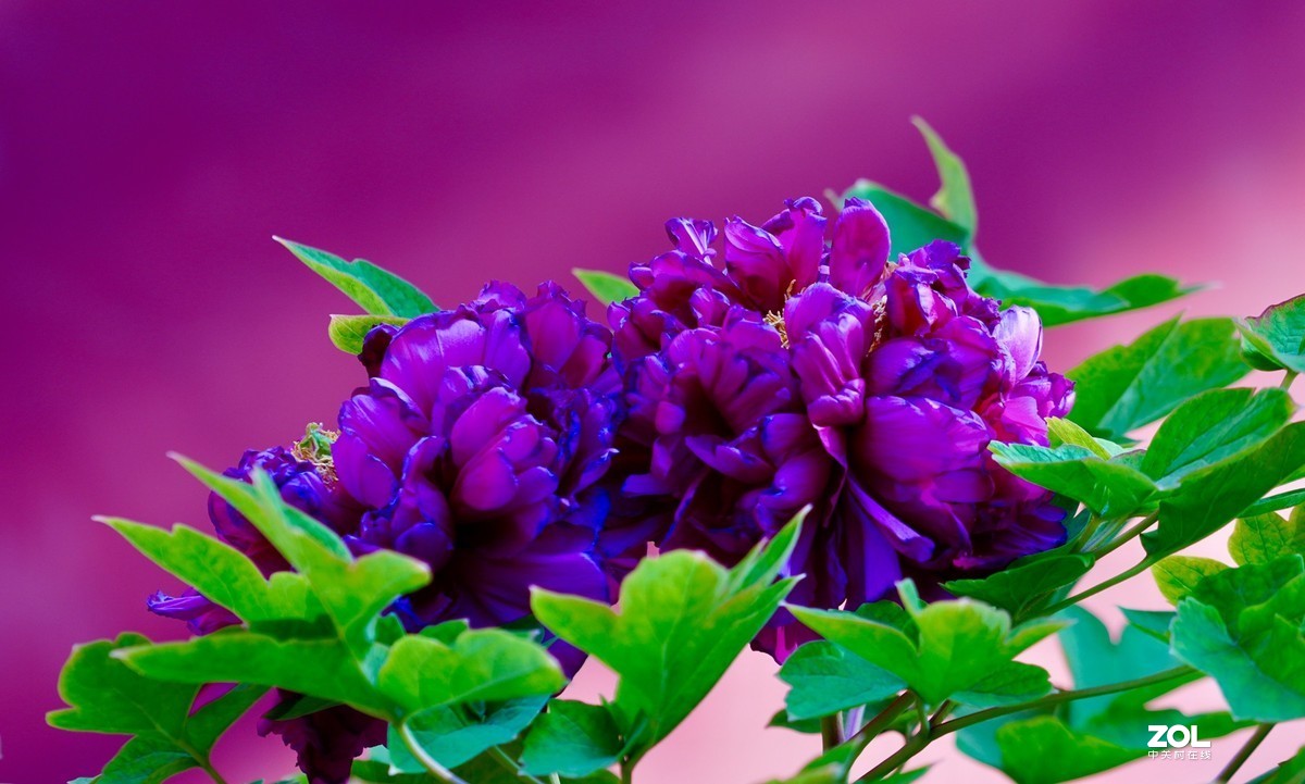 花开富贵---景山公园牡丹花盛开