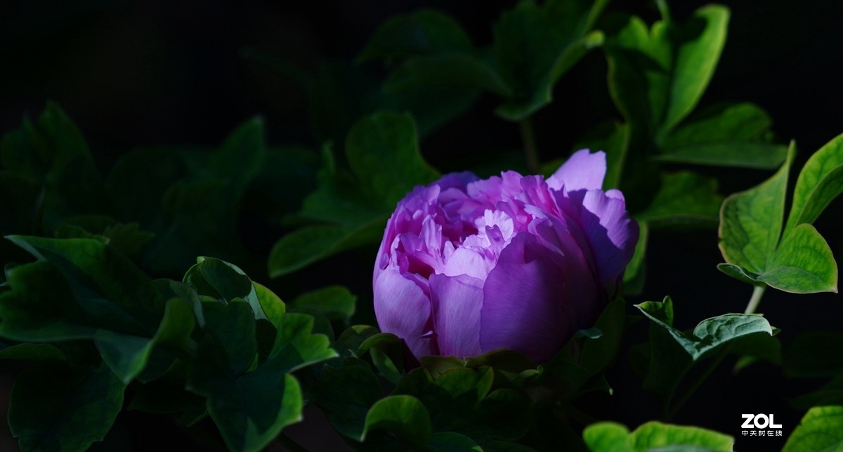 花开富贵---景山公园牡丹花盛开