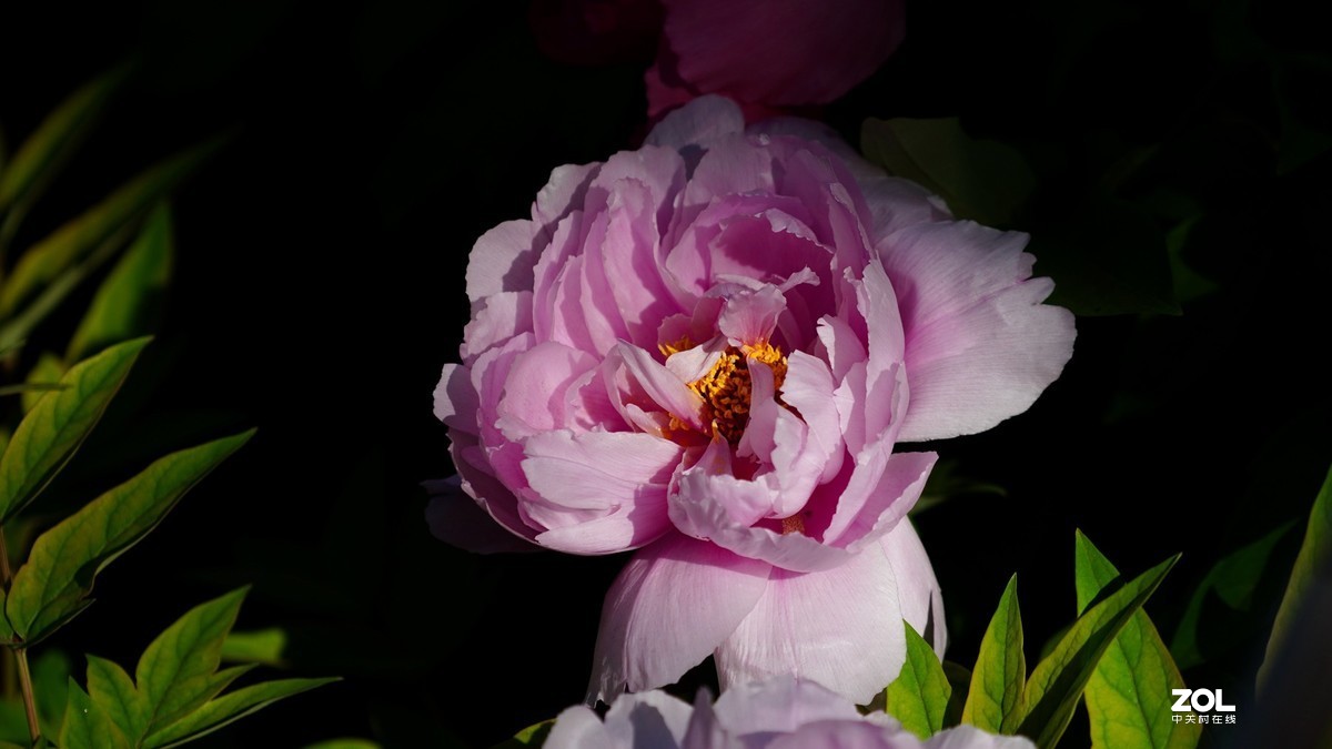 花开富贵---景山公园牡丹花盛开