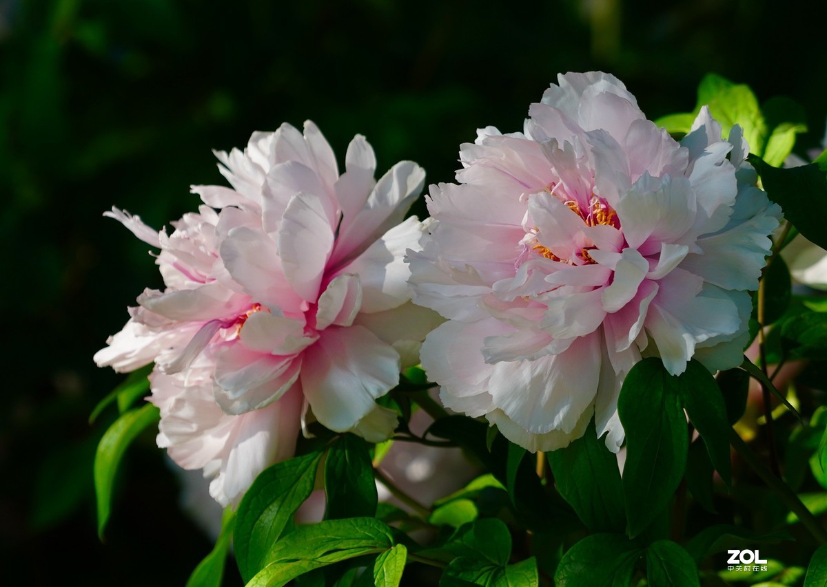 花开富贵---景山公园牡丹花盛开